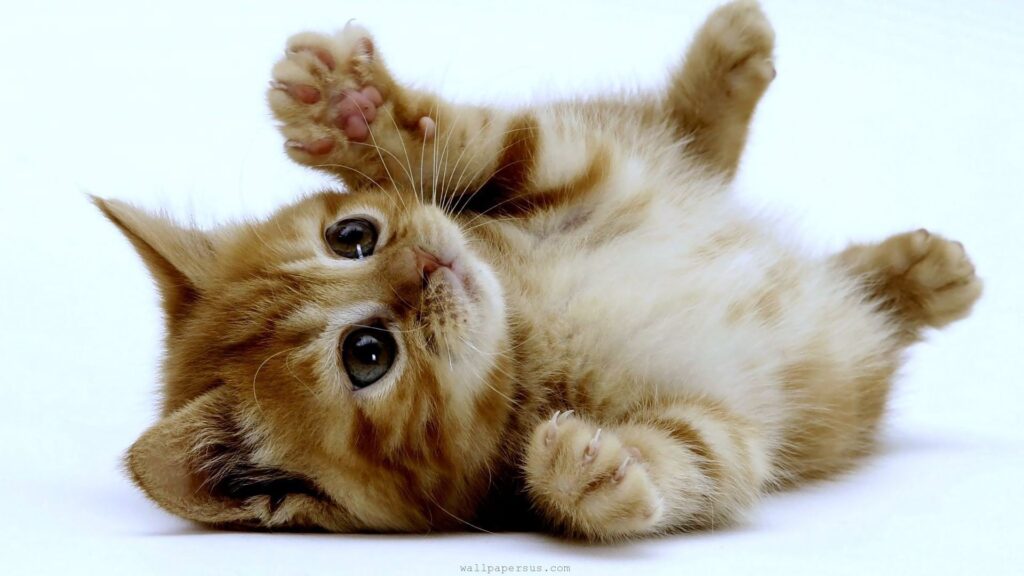 How to Teach Your Kitten to Use a Litter Box