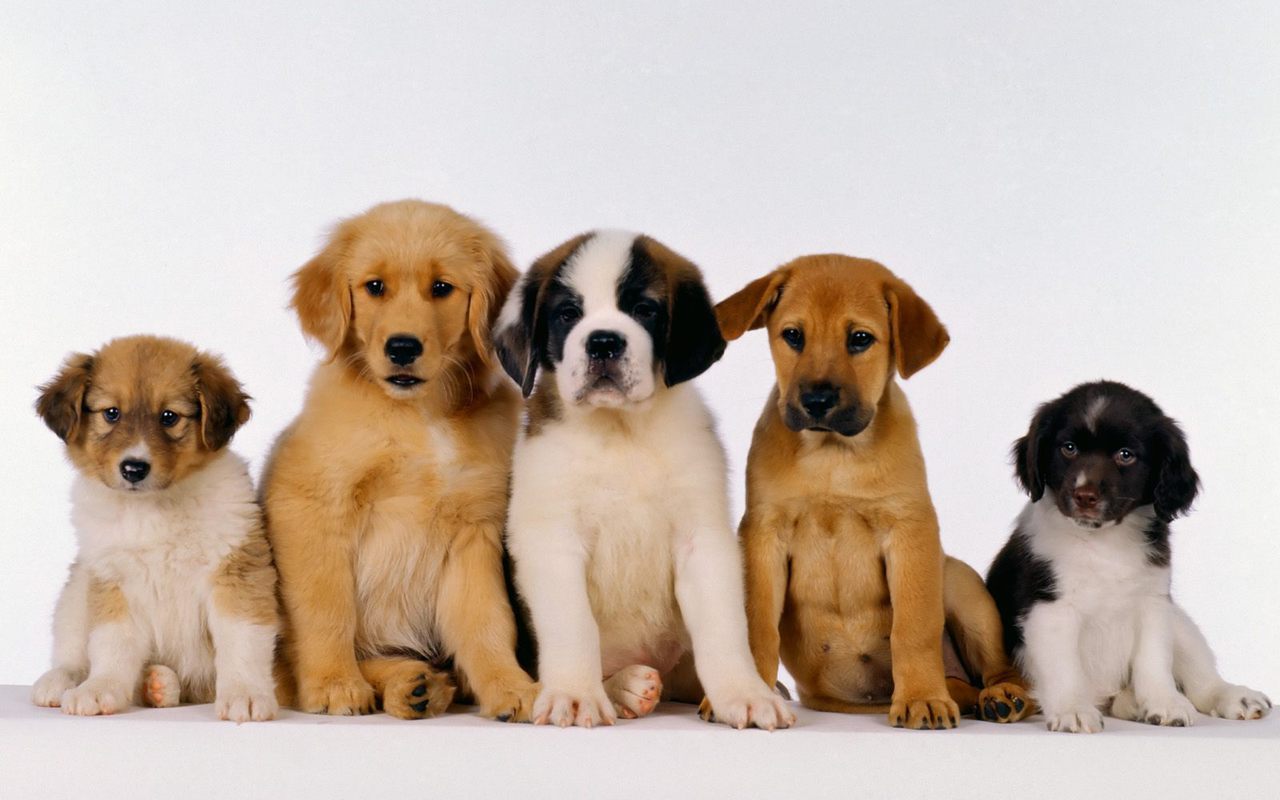 New Puppy Checklist, 10 Must Haves When You Go Home!