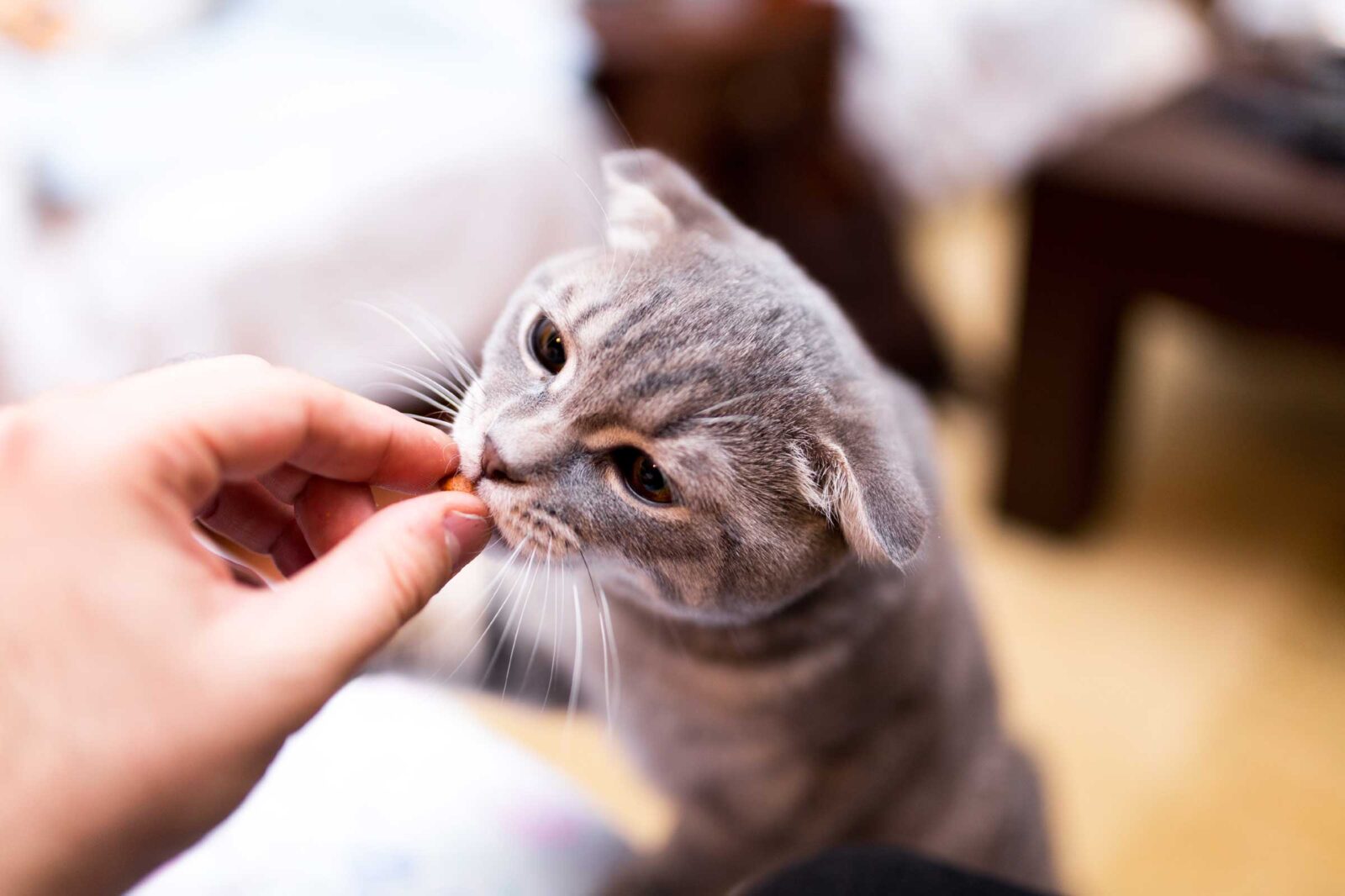 Cat Treats – Some Homemade Recipes for Your Beloved Felines!
