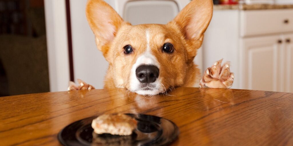 Dog Treats …Time for All Pumpkin Everything this Fall Season!