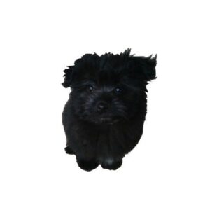 pomapoo