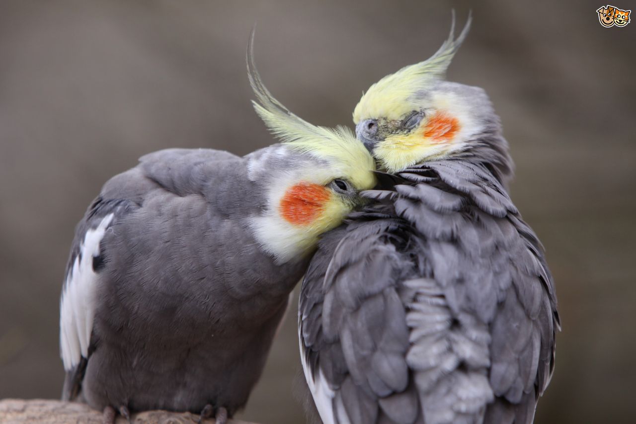 10 Interesting Facts About the Cockatiel!