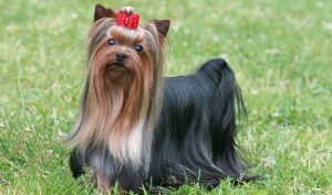 yorkshire terrier