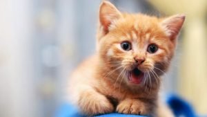 interesting facts about cats