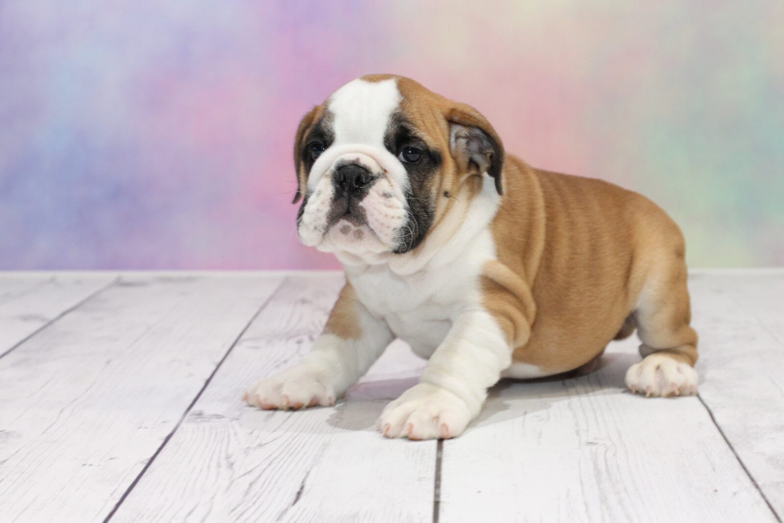 English Bulldog Puppies for Sale, Do Yourself a Favor and Get One of These Loyal Pups!
