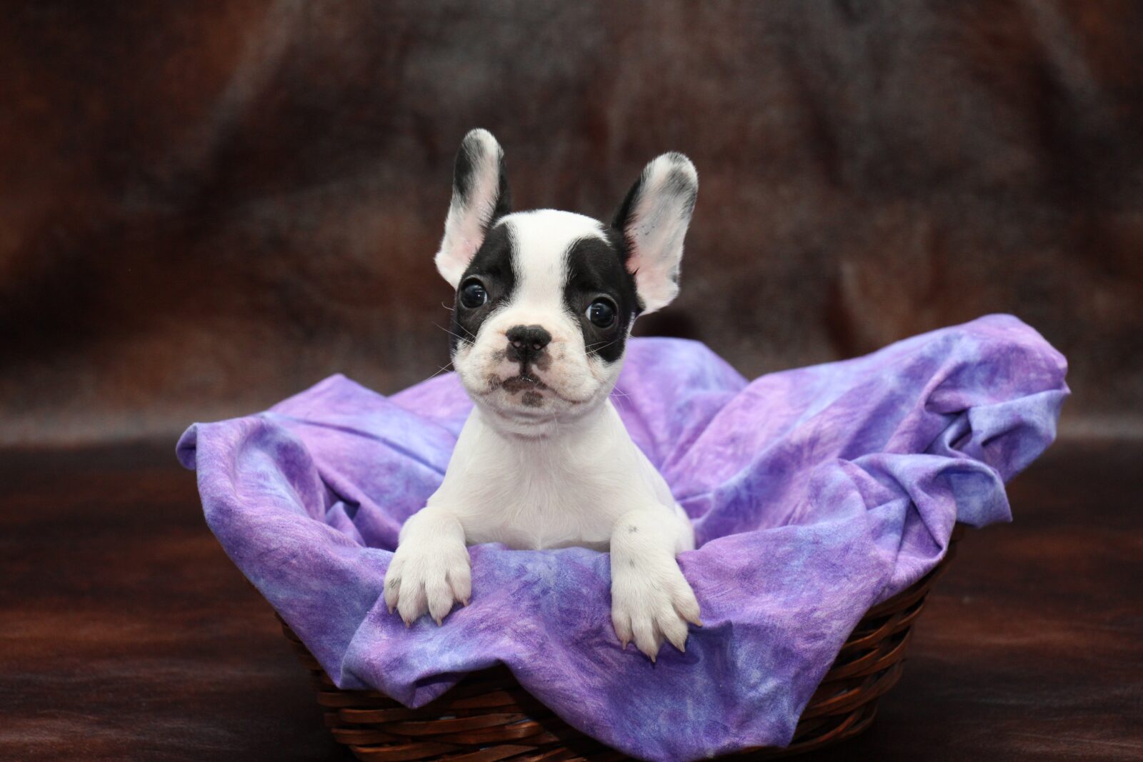 French Bulldog Puppies for Sale: Cute, Cuddly and Perfect for Your Family!