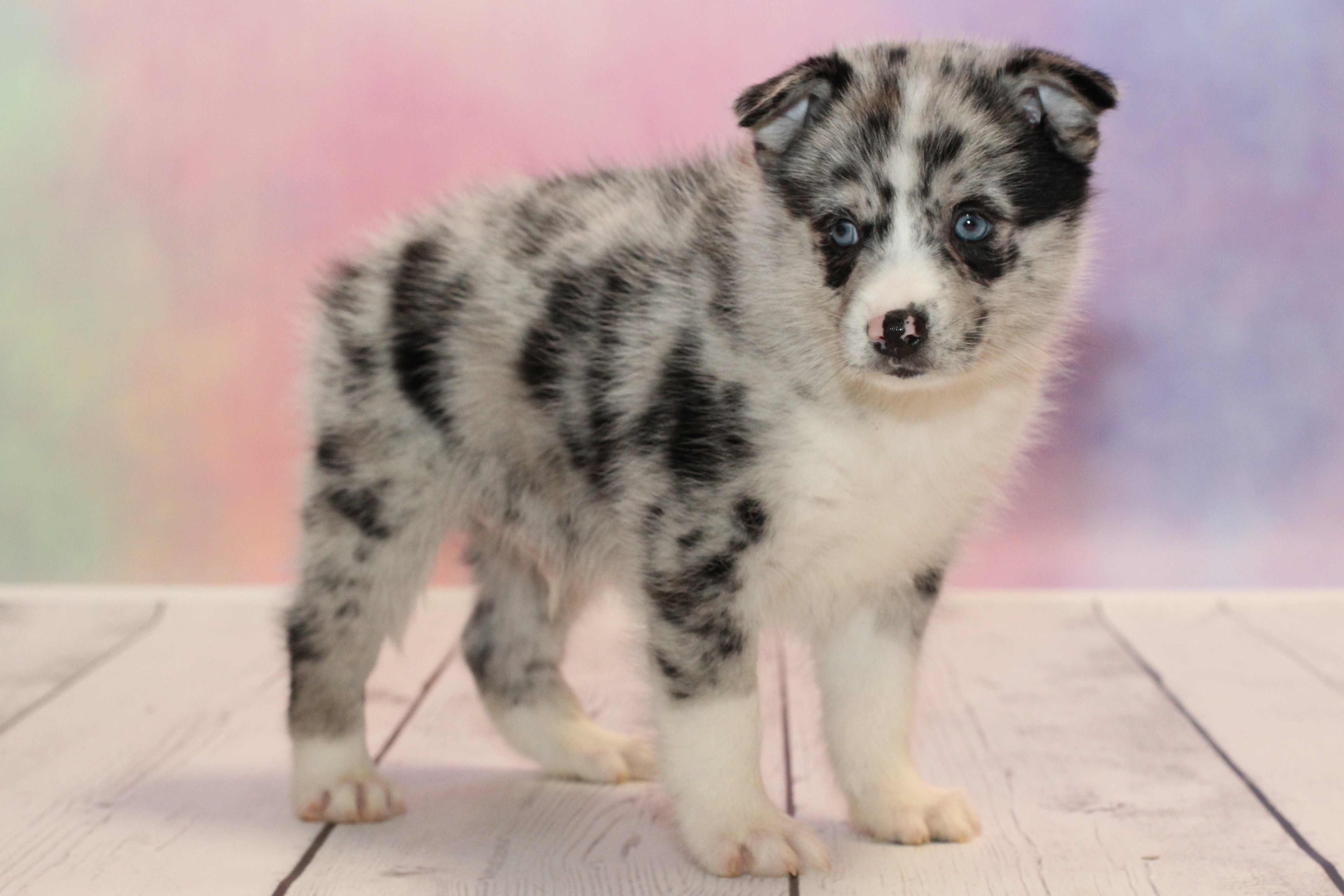 pomskies for sale