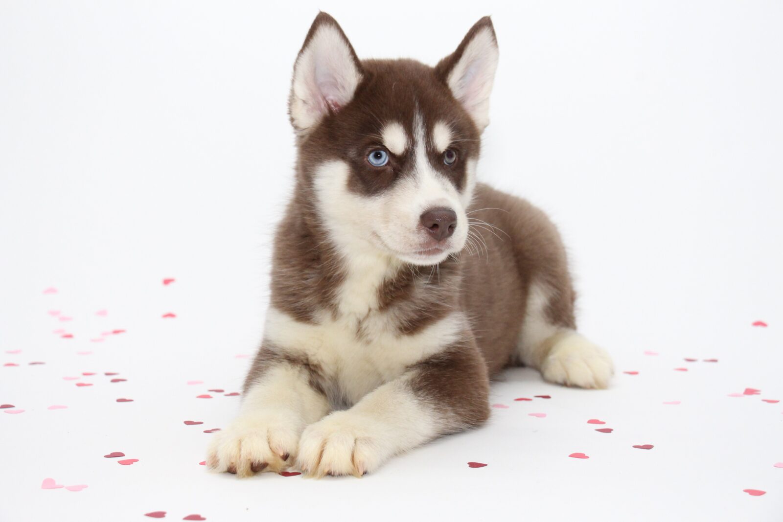 Huskies For Sale: Choosing the Best Puppy for Your Family!