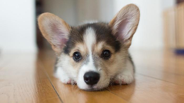 corgi puppies for sale