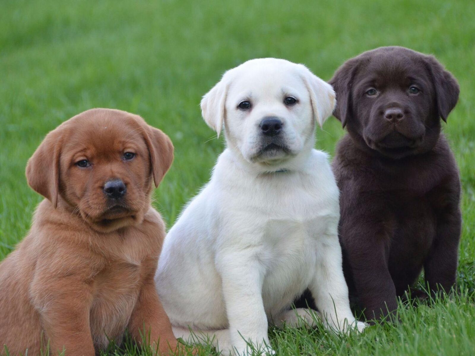 Lab Puppies for Sale – This Dog Takes America’s Top Spot!