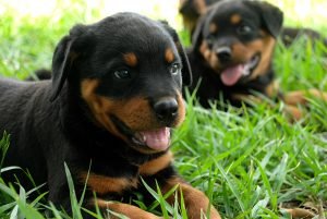 rottweiler for sale