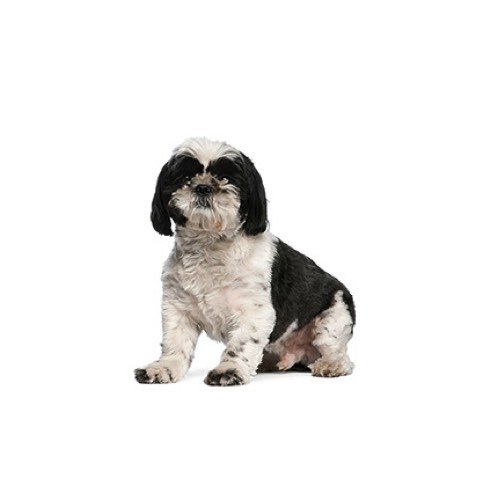 Shih Tzu puppies for sale