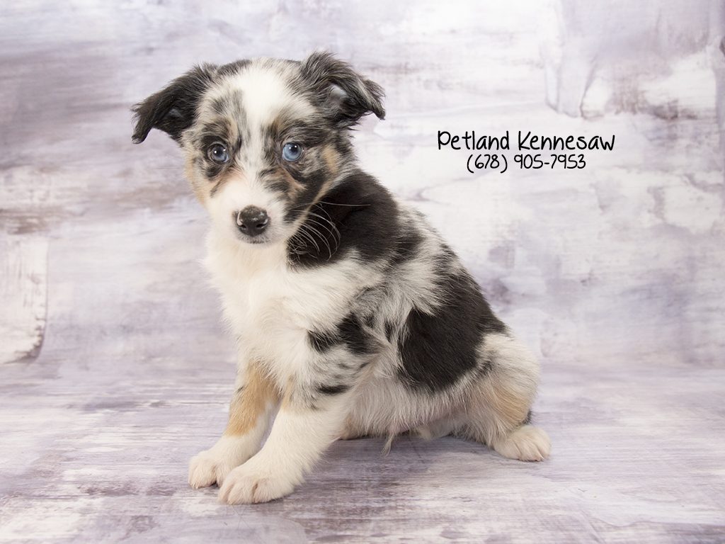 5 Fun Facts About Australian Shepherds