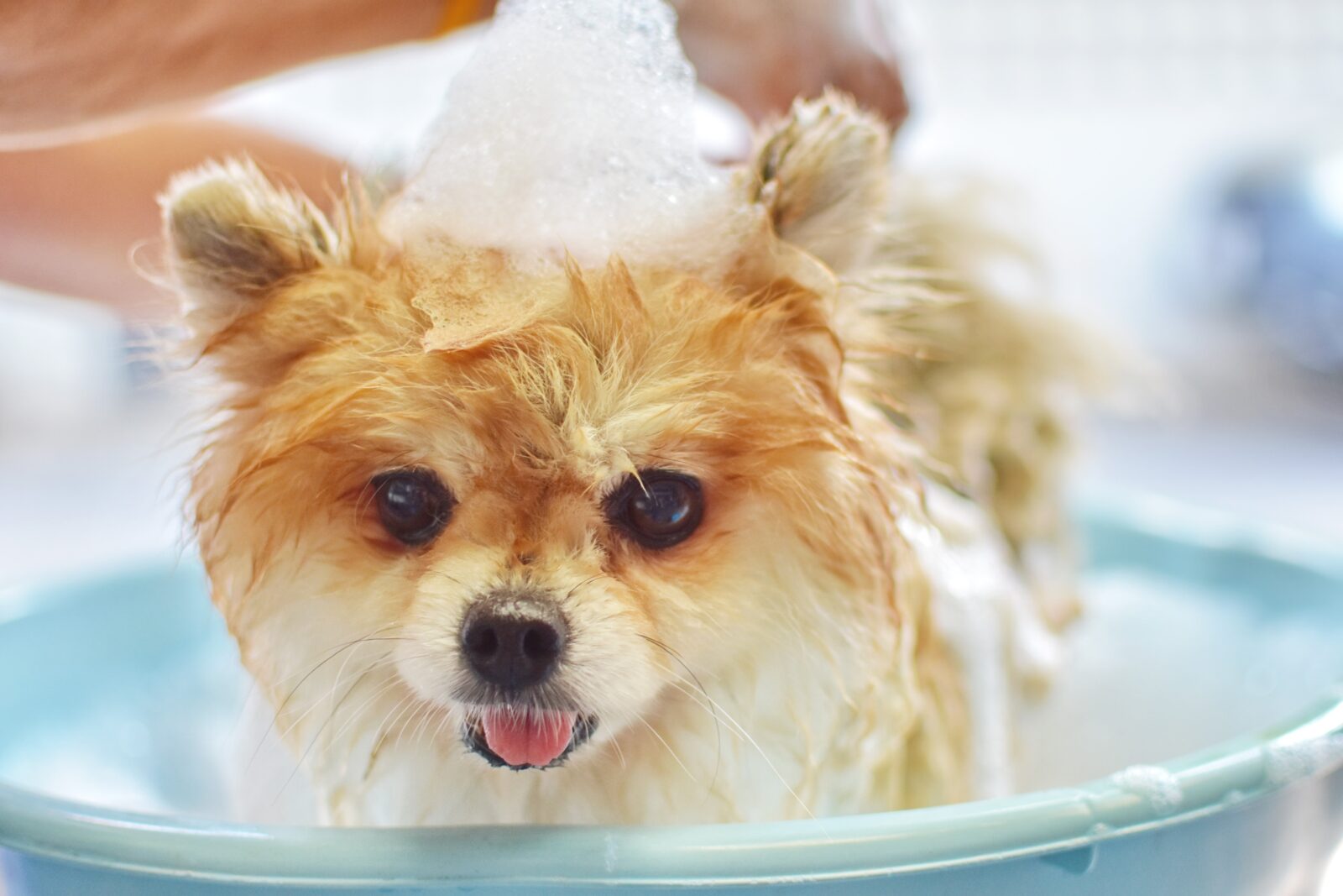 5 Tips for Bathing Your Dog Efficiently at Home