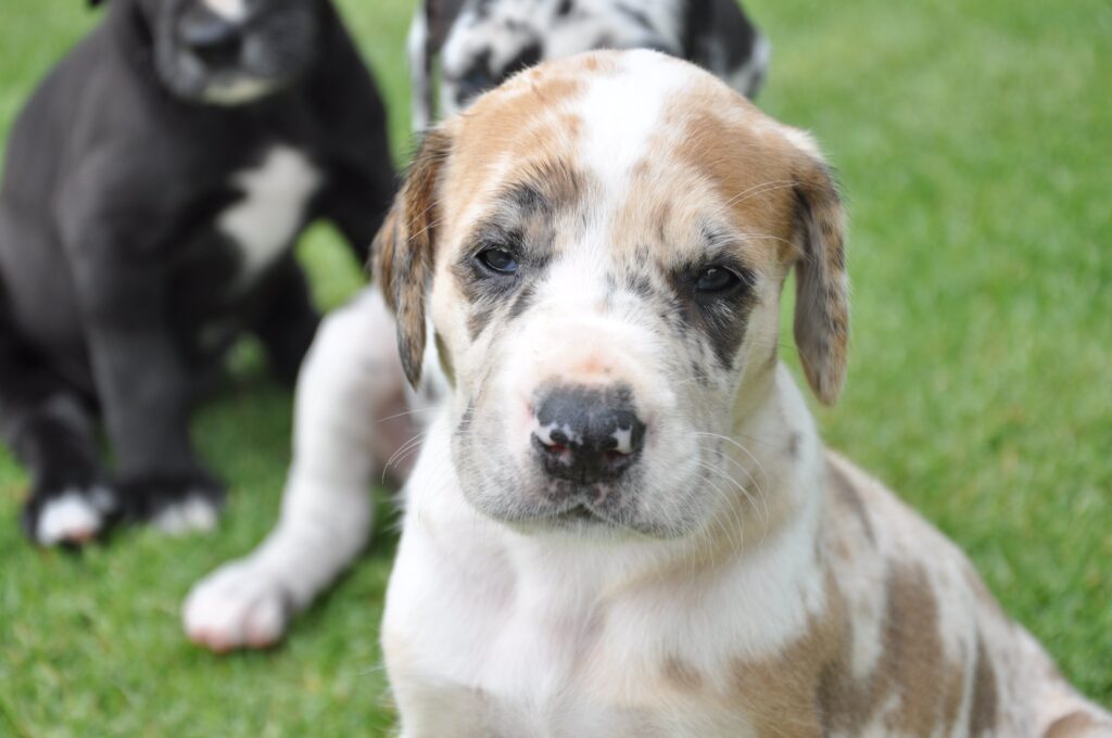 5 Reasons We Adore Big Dog Breeds