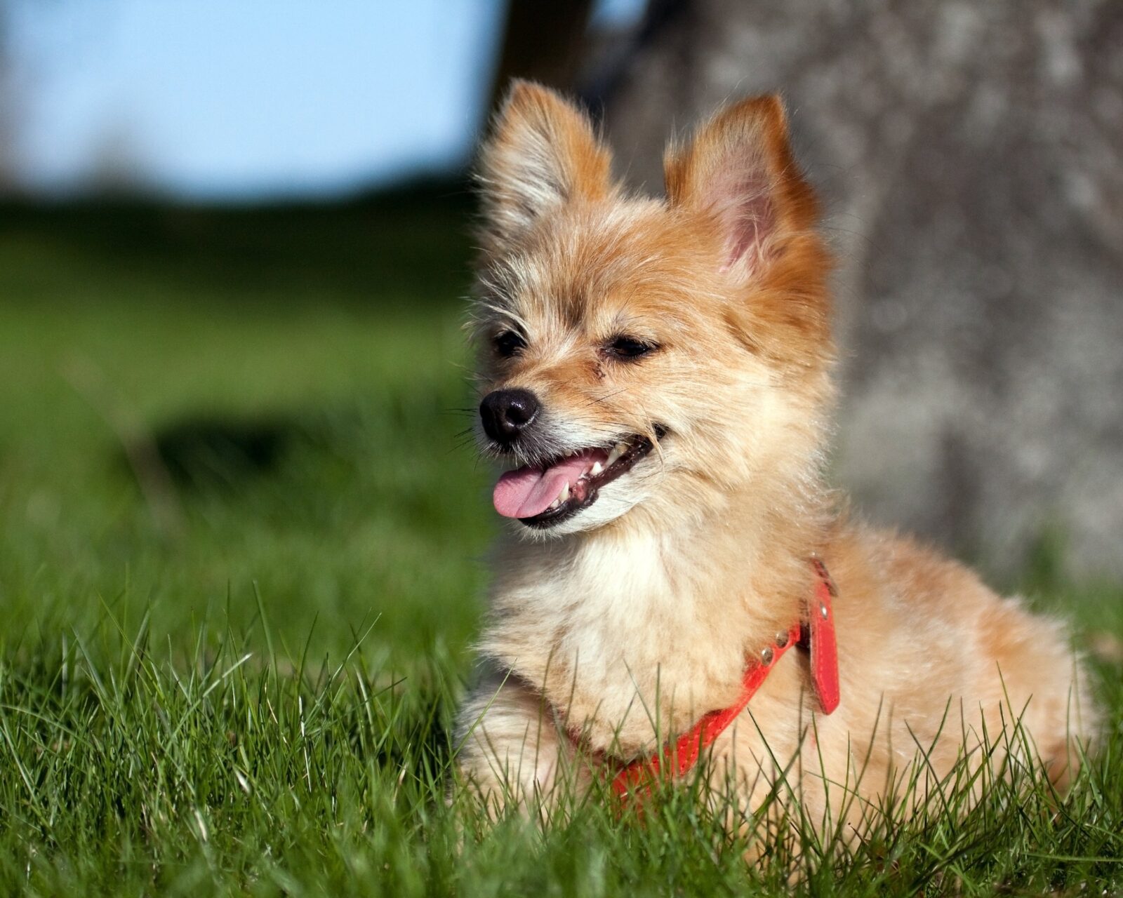 PetCenter Speaks: Here’s Our Votes for the Cutest Mixed Dog Breeds!