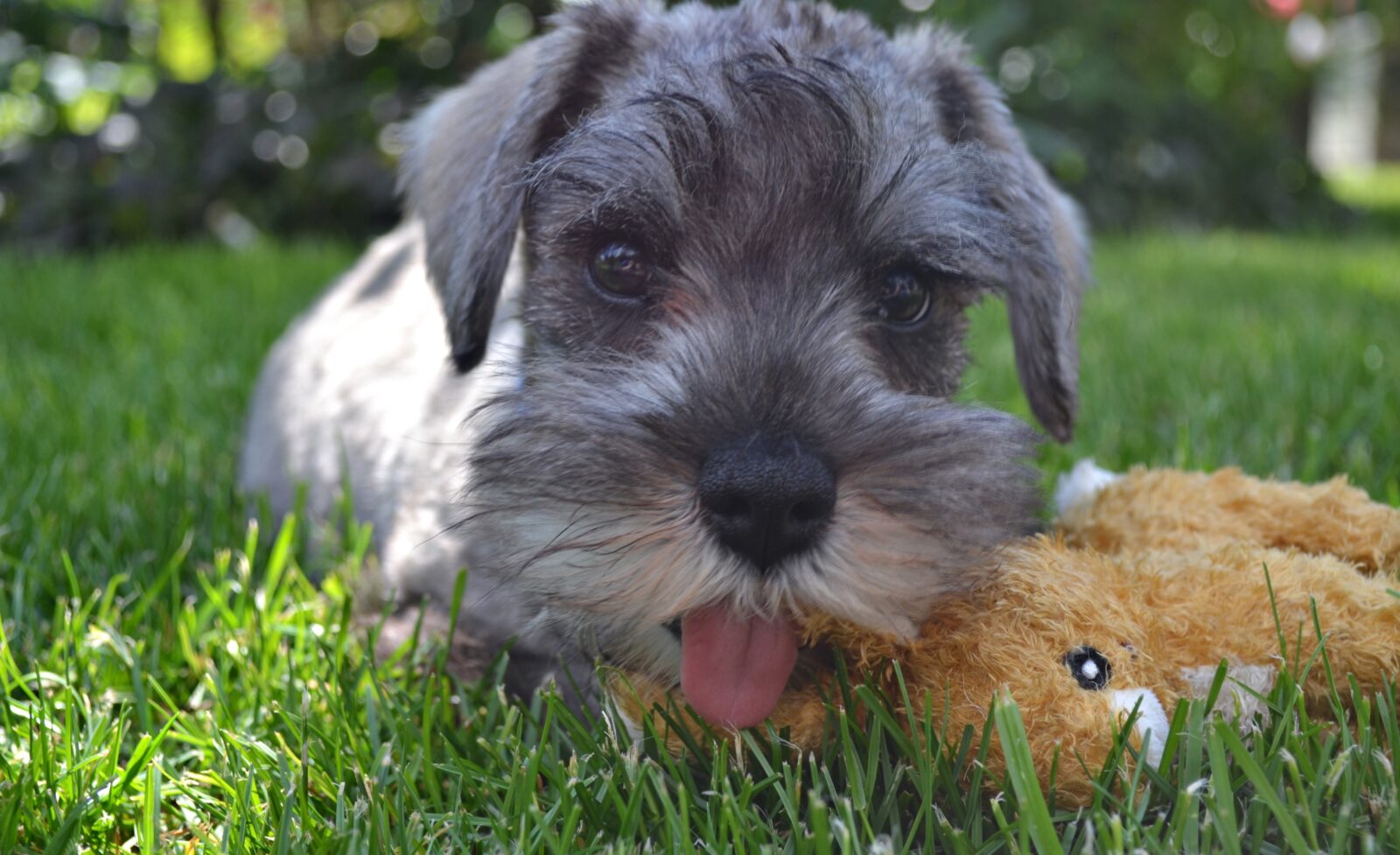 Puppies for Sale: Is Your Home a Good Fit for a New Puppy?