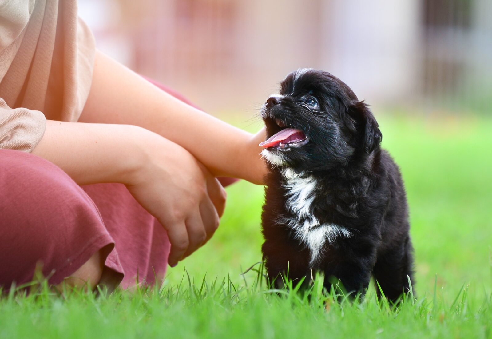 PetCenter Speaks: The Benefits of Small Dog Breeds