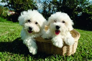 cute dogs for sale