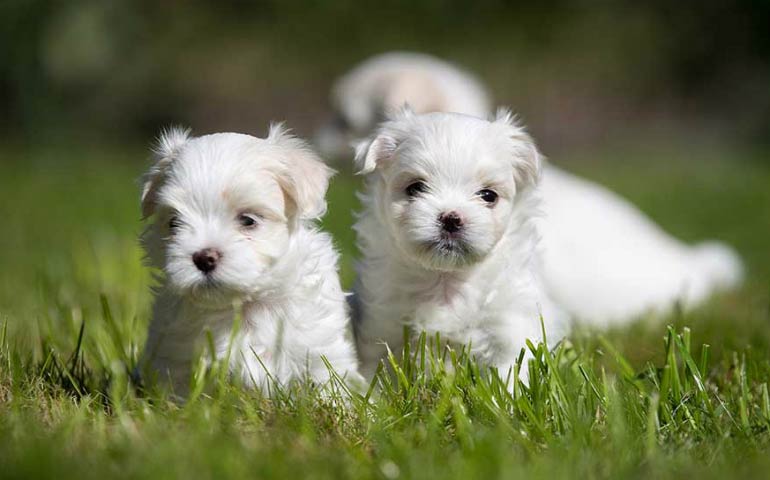 maltese puppies for sale