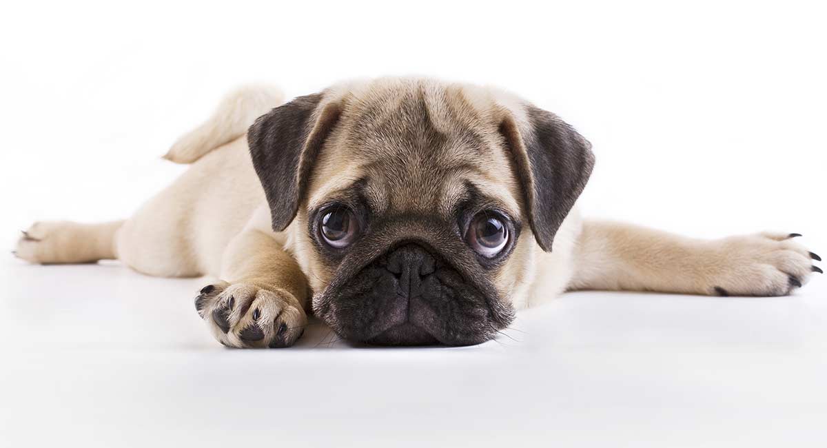 FAQs about Pug Puppies for You!