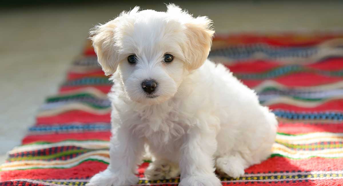 A Few Things You Didn’t Know about Bichon Frise Dogs