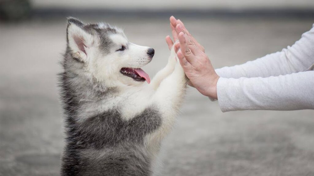 3 Facts About Husky Puppies for Sale in NJ