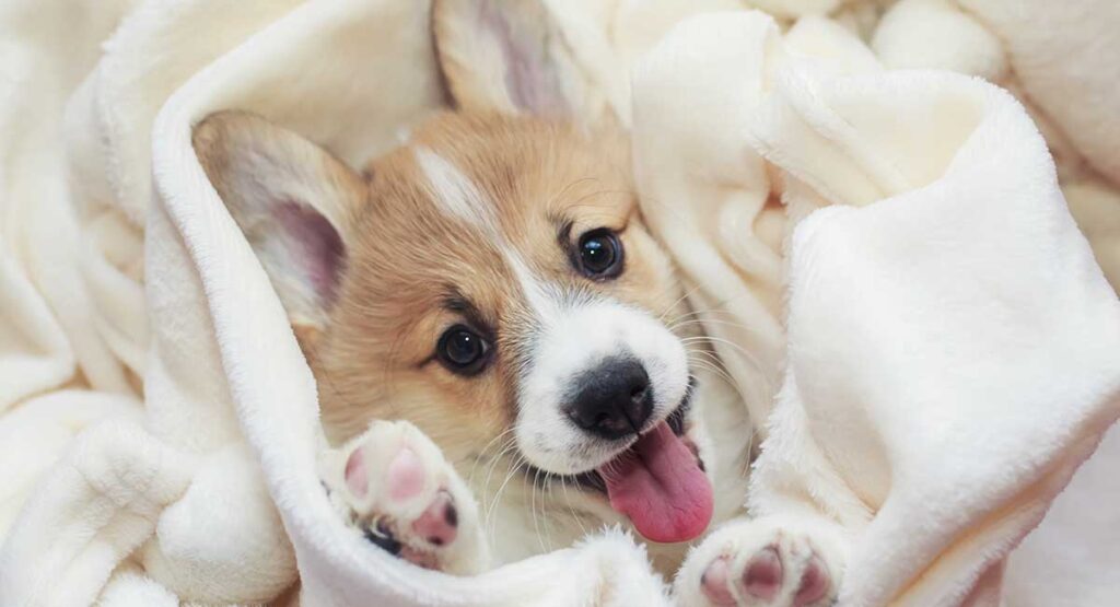 3 Reasons to Buy Your Next Puppy at PetCenter!