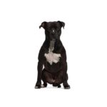 PetCenter Old Bridge Puppies For Sale American Staffordshire Terrier