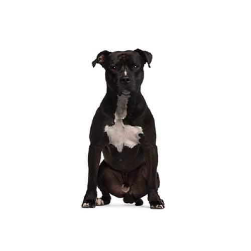 PetCenter Old Bridge American Staffordshire Terrier