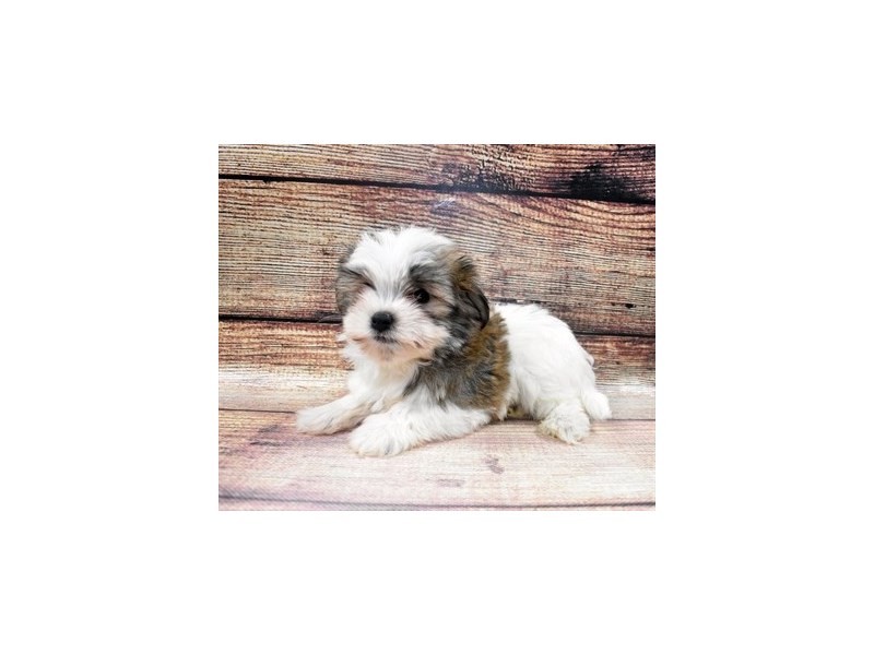 Havanese-DOG-Male-Red-2965106-PetCenter Old Bridge Puppies For Sale