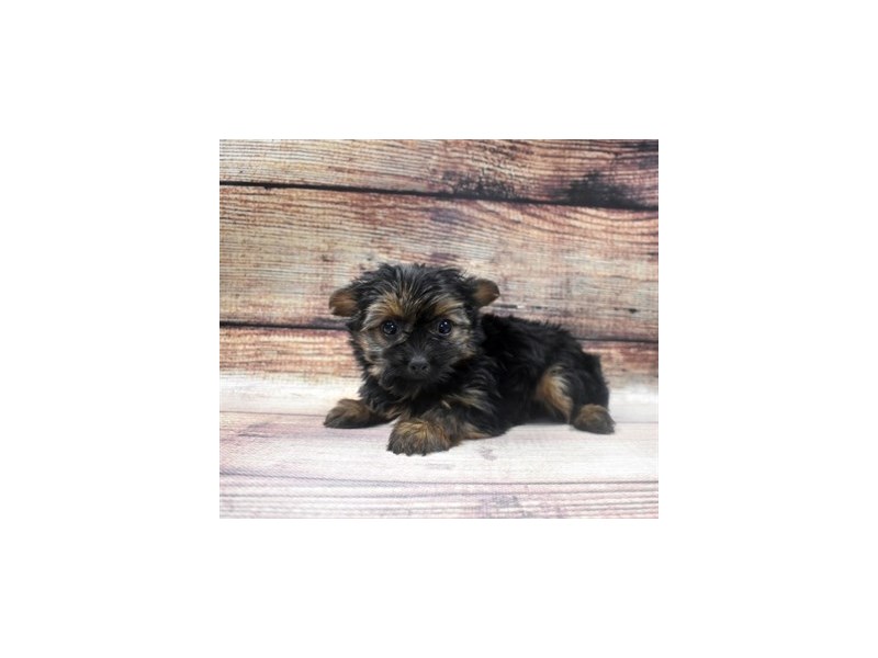 Yorkshire Terrier-DOG-Female-Black and Tan-2965107-PetCenter Old Bridge Puppies For Sale