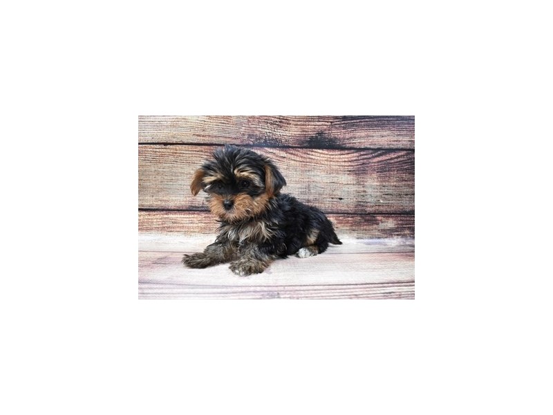 Yorkshire Terrier-DOG-Female-Black and Tan-2965112-PetCenter Old Bridge Puppies For Sale