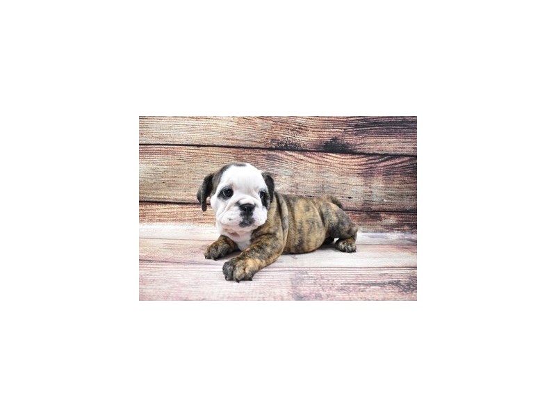 English Bulldog-DOG-Female-Red Brindle and White-2965122-PetCenter Old Bridge Puppies For Sale