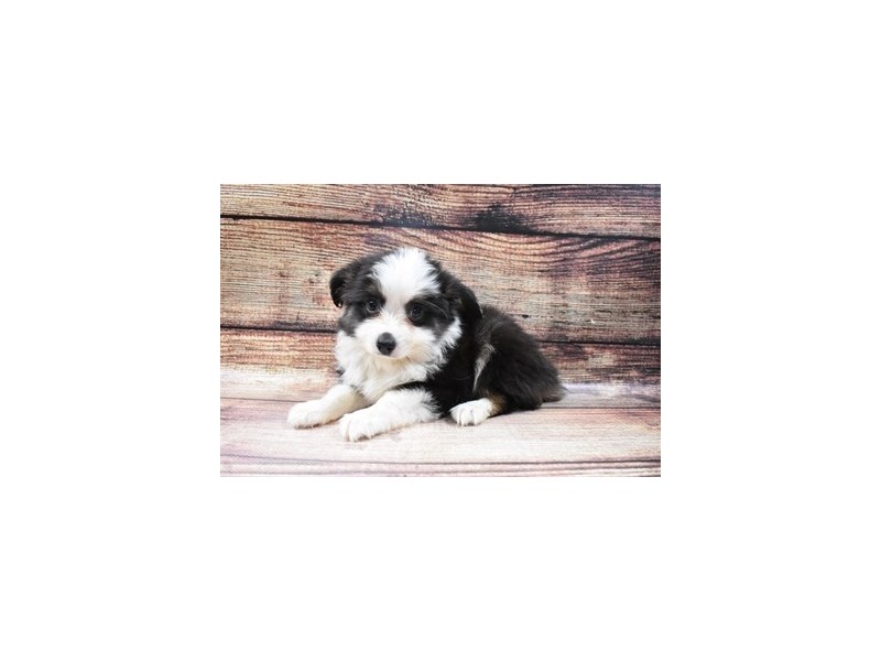 Miniature Australian Shepherd-DOG-Male-Black White and Brown-2965123-PetCenter Old Bridge Puppies For Sale