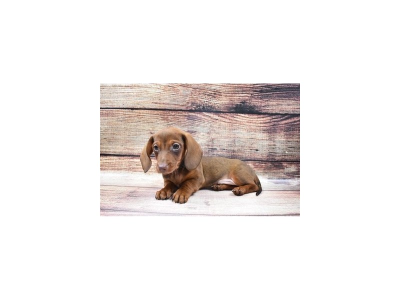 Dachshund-DOG-Male-Chocolate-2965137-PetCenter Old Bridge Puppies For Sale