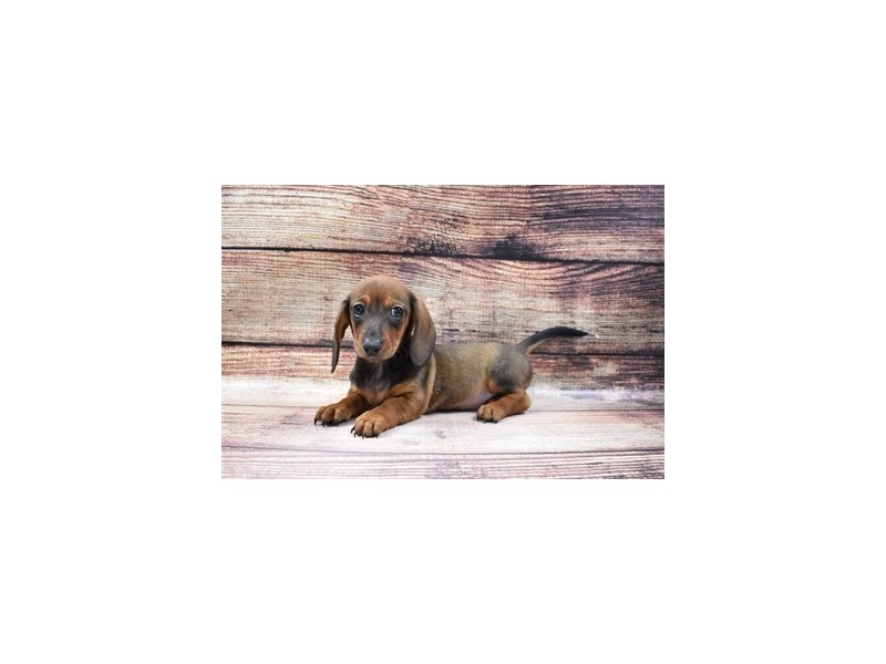 Dachshund-DOG-Female-Red-2965138-PetCenter Old Bridge Puppies For Sale