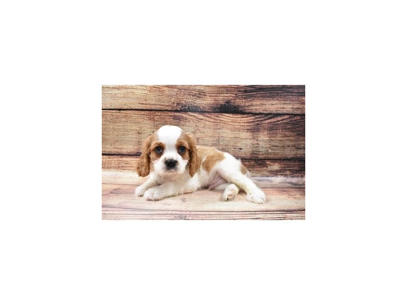 Cavalier King Charles Spaniel-DOG-Male-Blenheim-2965139-PetCenter Old Bridge Puppies For Sale