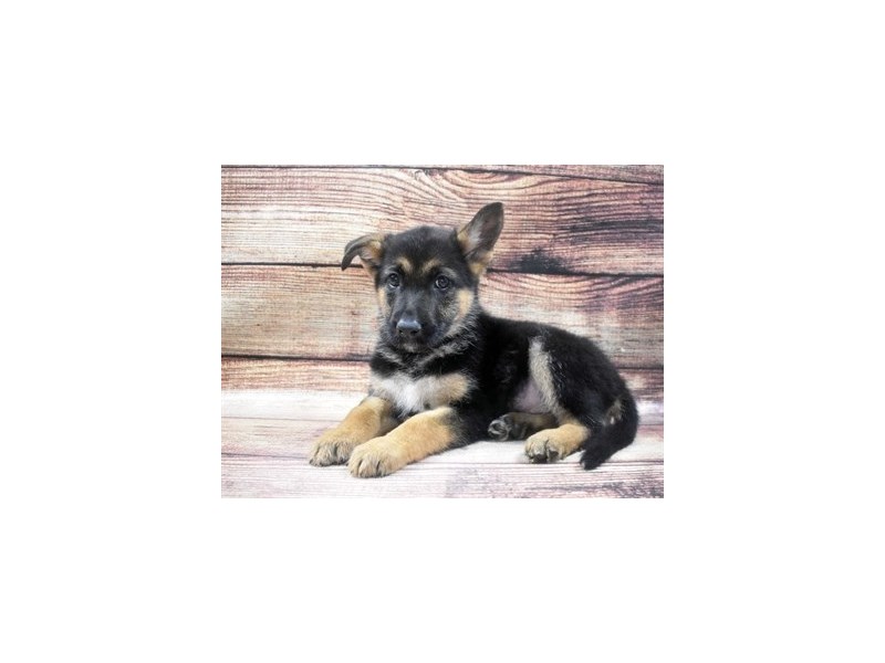 German Shepherd-DOG-Female-Black and Tan-2965151-PetCenter Old Bridge Puppies For Sale