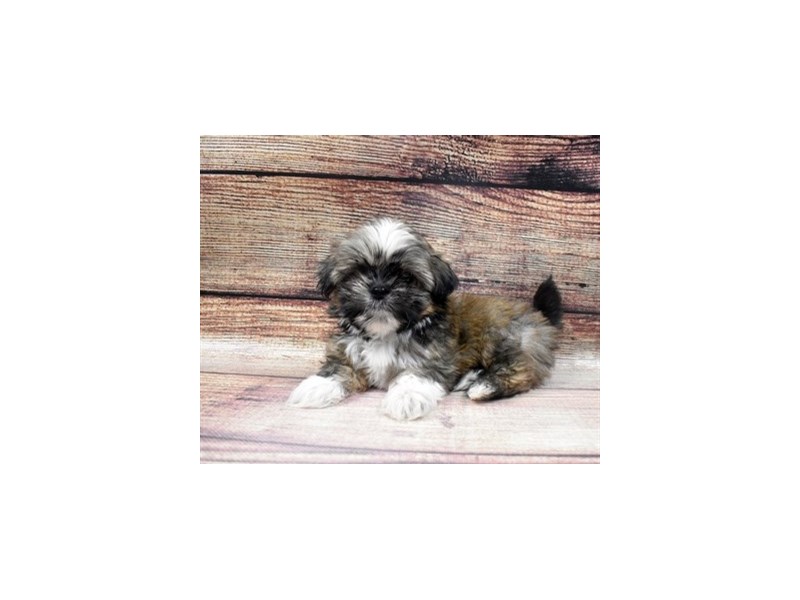 Shih Tzu-DOG-Male-Gold and White-2965161-PetCenter Old Bridge Puppies For Sale