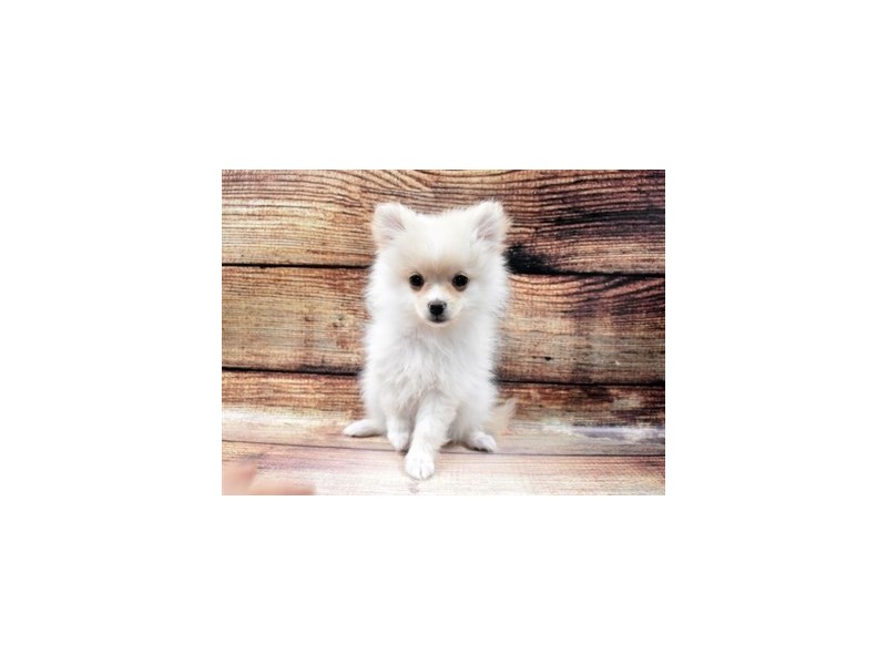 Pomeranian-DOG-Female-Cream-2965162-PetCenter Old Bridge Puppies For Sale