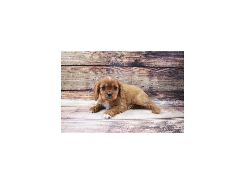 Cavalier King Charles Spaniel-DOG-Female-Ruby-2973301-PetCenter Old Bridge Puppies For Sale