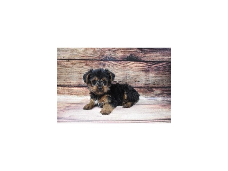 Yorkshire Terrier-DOG-Male-Black and Tan-2973308-PetCenter Old Bridge Puppies For Sale