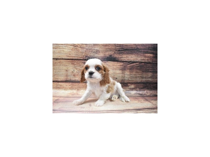 Cavalier King Charles Spaniel-DOG-Male-Blenheim-2973311-PetCenter Old Bridge Puppies For Sale