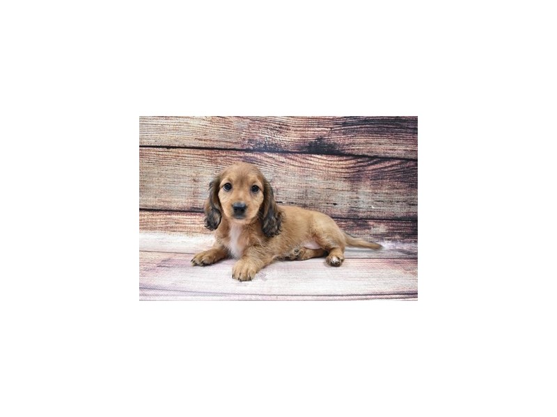 Dachshund-DOG-Female-Red-2973314-PetCenter Old Bridge Puppies For Sale