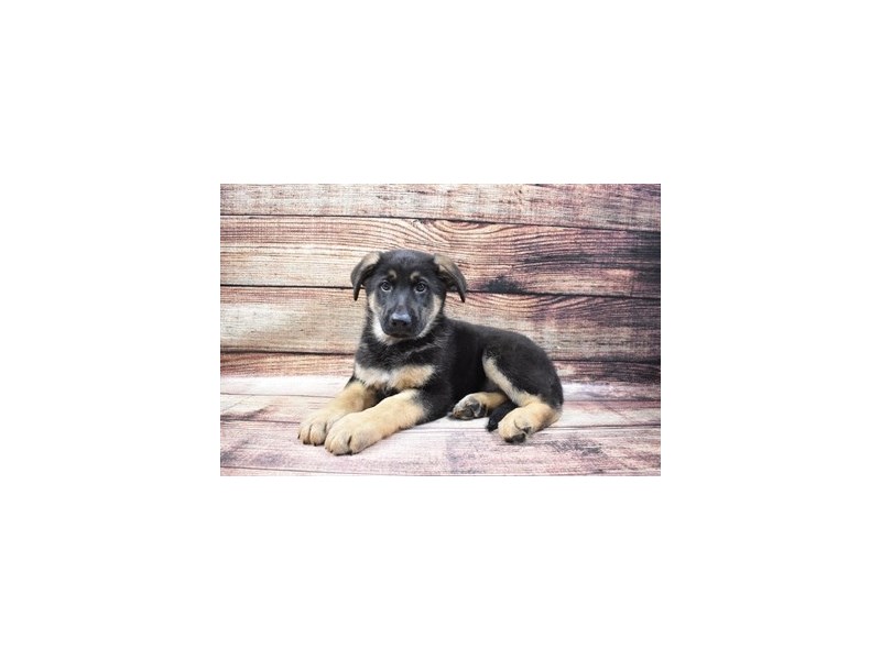 German Shepherd-DOG-Male-Black and Tan-2973318-PetCenter Old Bridge Puppies For Sale
