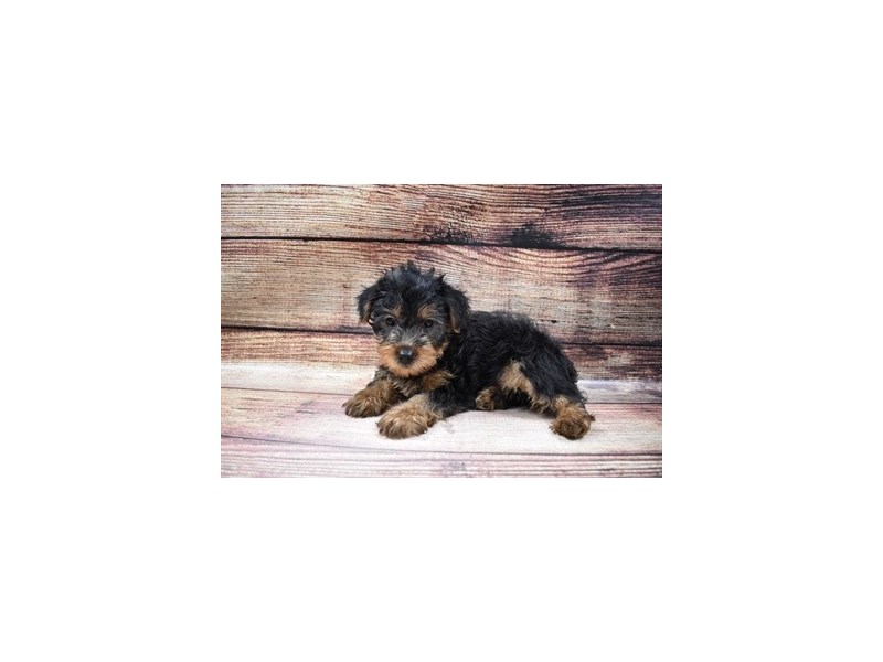 Yorkshire Terrier-DOG-Male-Black and Tan-2980902-PetCenter Old Bridge Puppies For Sale