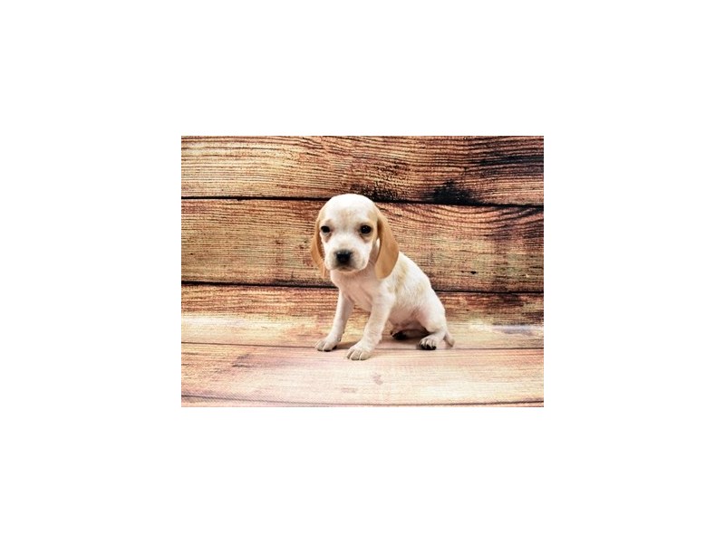 Beagle-DOG-Male-Lemon and White-2980921-PetCenter Old Bridge Puppies For Sale