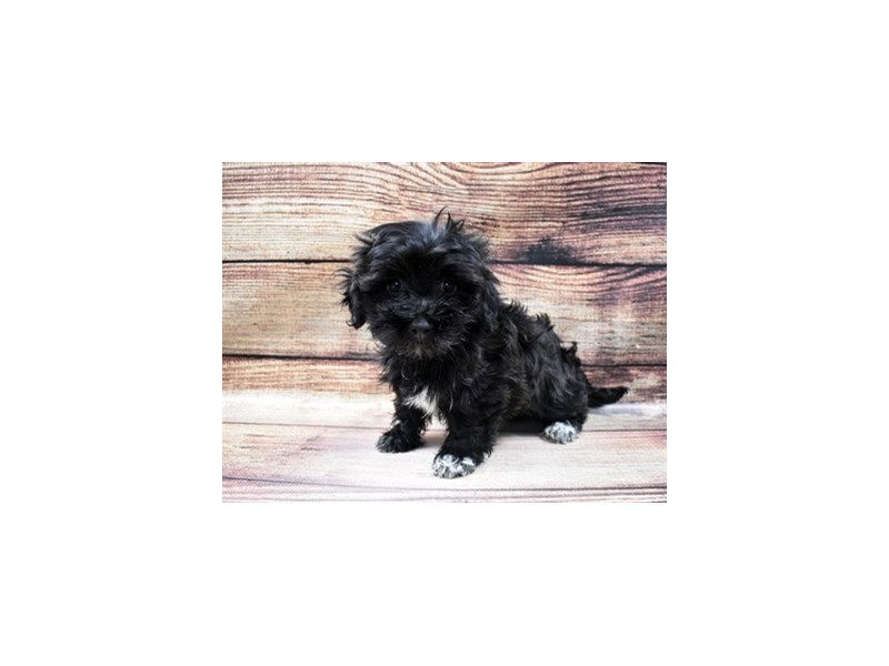 Havanese-DOG-Female-Black-2980924-PetCenter Old Bridge Puppies For Sale