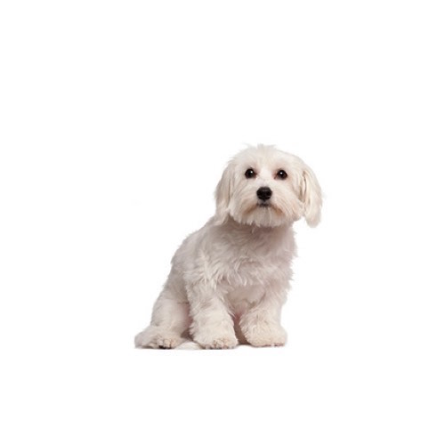 cavachon puppies for sale